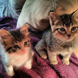 Two kittens on a blanket

AI-generated content may be incorrect.