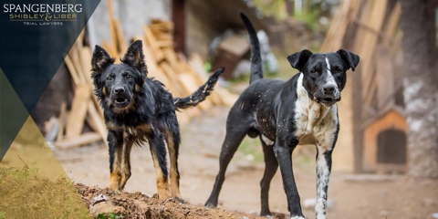 Premises Liability and Dog Bites